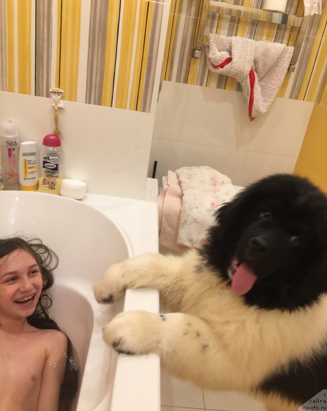 Фото: ньюфаундленд Водолей от Карельских Медведей