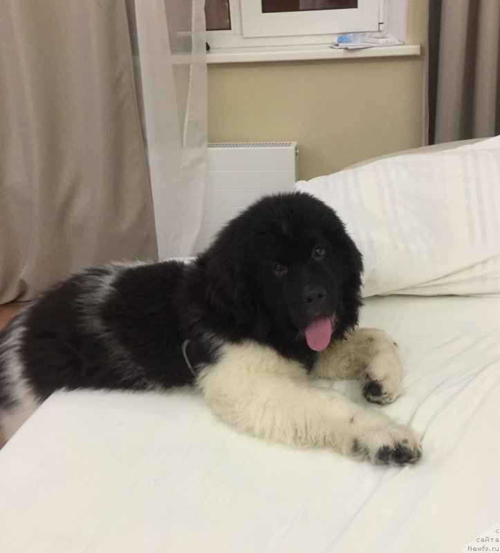 Фото: ньюфаундленд Водолей от Карельских Медведей