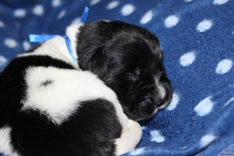 Фото: ньюфаундленд Терра Виктория Зарт Смарт