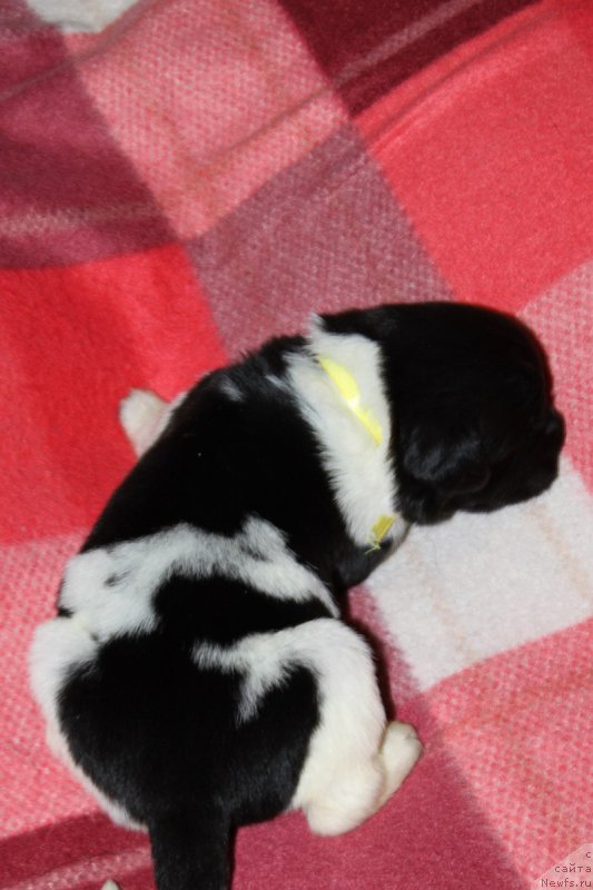 Фото: ньюфаундленд Терра Виктория Захира