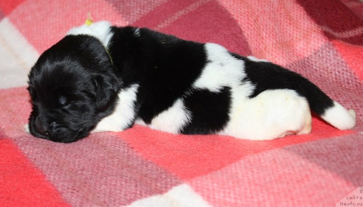 Фото: ньюфаундленд Терра Виктория Захира