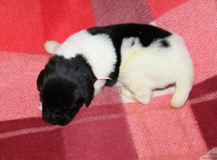 Фото: ньюфаундленд Терра Виктория Заметти Роуз