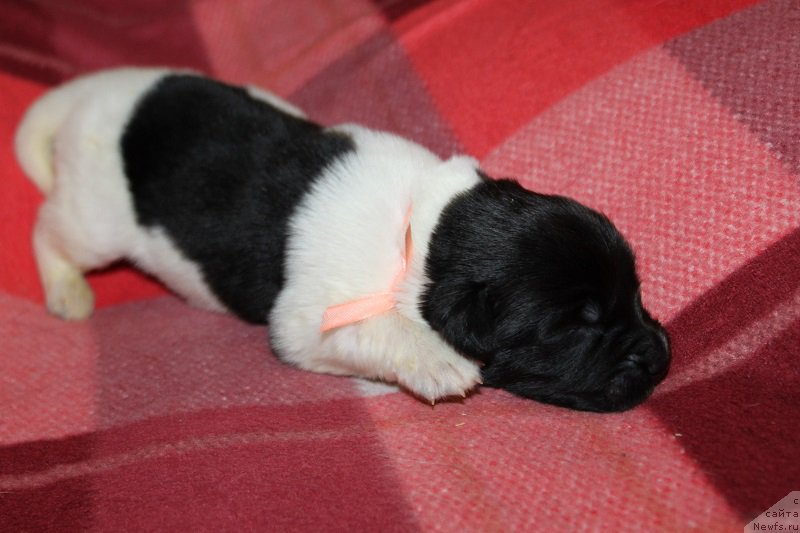 Фото: ньюфаундленд Терра Виктория Заметти Роуз