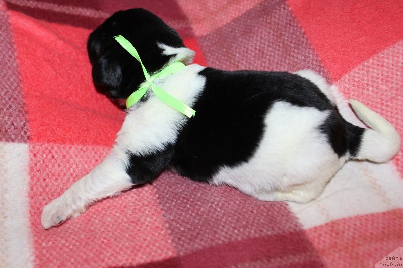 Фото: ньюфаундленд Терра Виктория Земфира