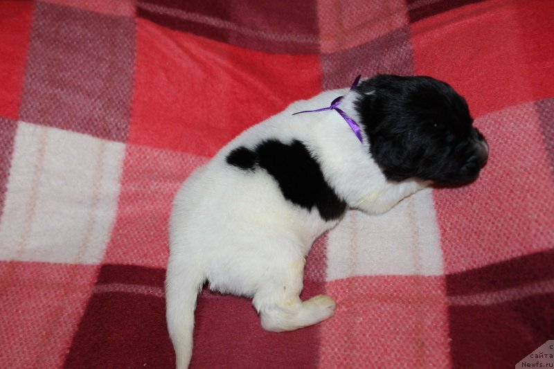 Фото: ньюфаундленд Терра Виктория Зиза Вайт Сван (Terra Victoria Ziza White Swan)