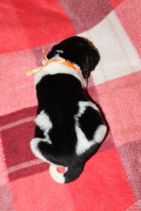 Фотография № 220140