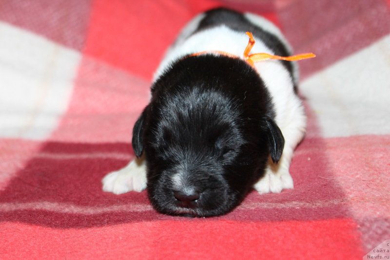 Фото: ньюфаундленд Терра Виктория Загадка