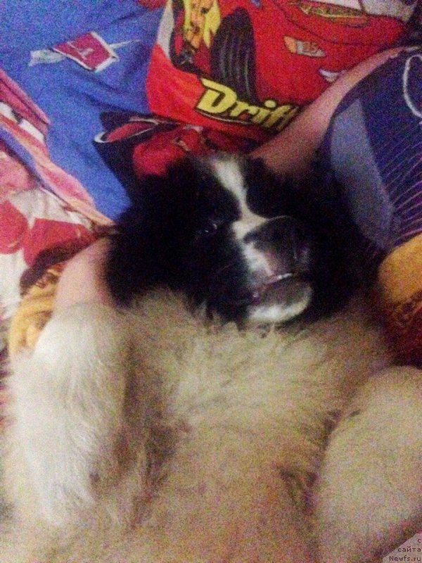 Фото: ньюфаундленд Викинг от Карельских Медведей (Viking ot Karelskikh Medvedey)