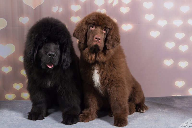 Фото: ньюфаундленд Браунблад МСК Альпина Гуардиан Соул (Brownblood MSK Alpina Guardian Soul), ньюфаундленд Браунблад МСК Амадей-Дефендер (Brownblood MSK Amadey-Defender)