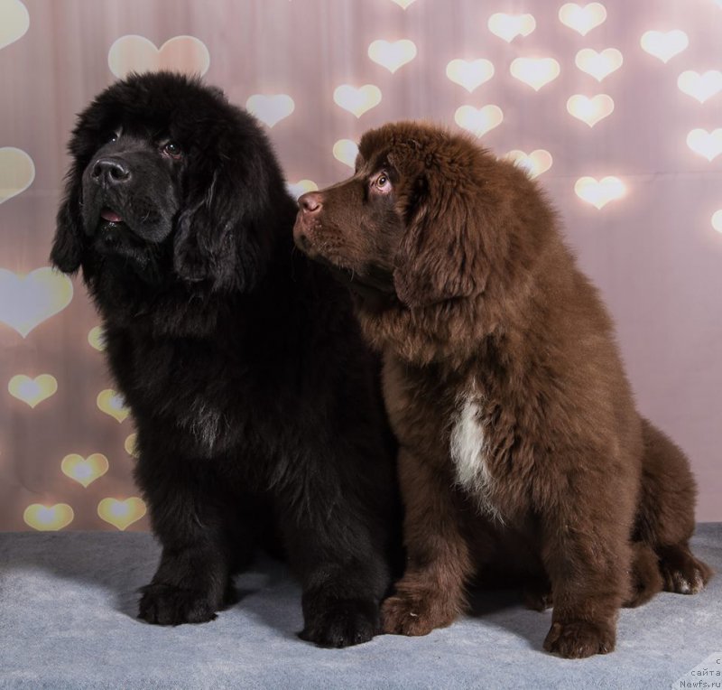 Фото: ньюфаундленд Браунблад МСК Амадей-Дефендер (Brownblood MSK Amadey-Defender), ньюфаундленд Браунблад МСК Альпина Гуардиан Соул (Brownblood MSK Alpina Guardian Soul)