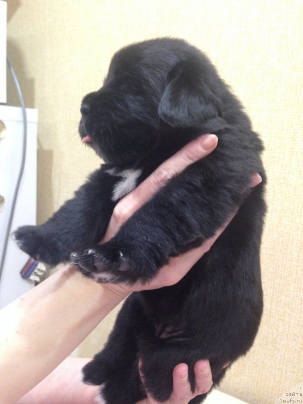 Фото: дочь, ньюфаундленд Ньюфорт Царская Дочь