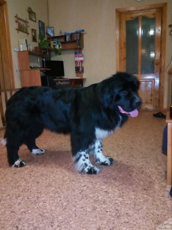 Фото: ньюфаундленд Еверия от Сибирского Медведя
