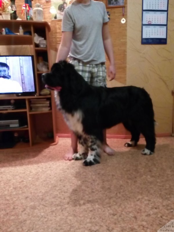 Фото: ньюфаундленд Еверия от Сибирского Медведя