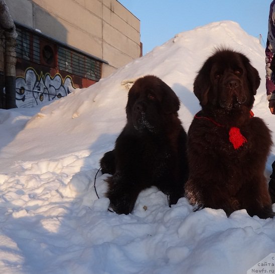 Фото: ньюфаундленд Фанньюф Авалон (Funnewf Avalon), ньюфаундленд Черный Шарм Ангельская Красота (Chernyi Sharm Angel'skaya Krasota)