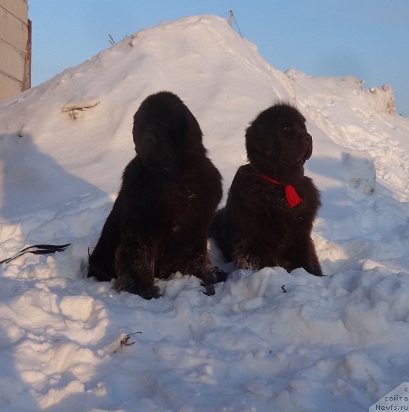 Фото: ньюфаундленд Фанньюф Авалон (Funnewf Avalon), ньюфаундленд Черный Шарм Ангельская Красота (Chernyi Sharm Angel'skaya Krasota)