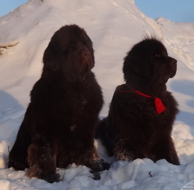 Фото: ньюфаундленд Фанньюф Авалон (Funnewf Avalon), ньюфаундленд Черный Шарм Ангельская Красота (Chernyi Sharm Angel'skaya Krasota)