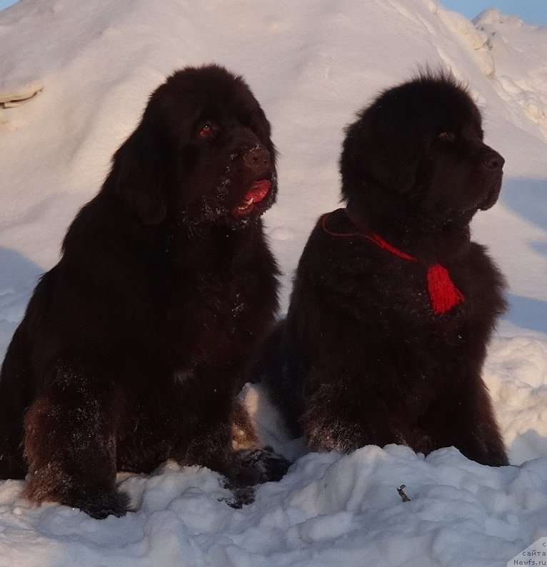 Фото: ньюфаундленд Фанньюф Авалон (Funnewf Avalon), ньюфаундленд Черный Шарм Ангельская Красота (Chernyi Sharm Angel'skaya Krasota)