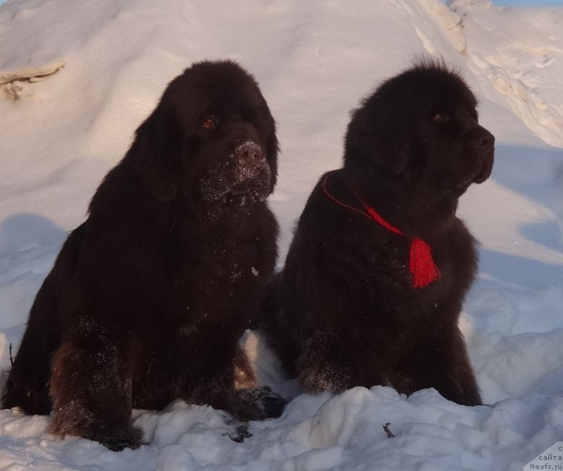 Фото: ньюфаундленд Фанньюф Авалон (Funnewf Avalon), ньюфаундленд Черный Шарм Ангельская Красота (Chernyi Sharm Angel'skaya Krasota)
