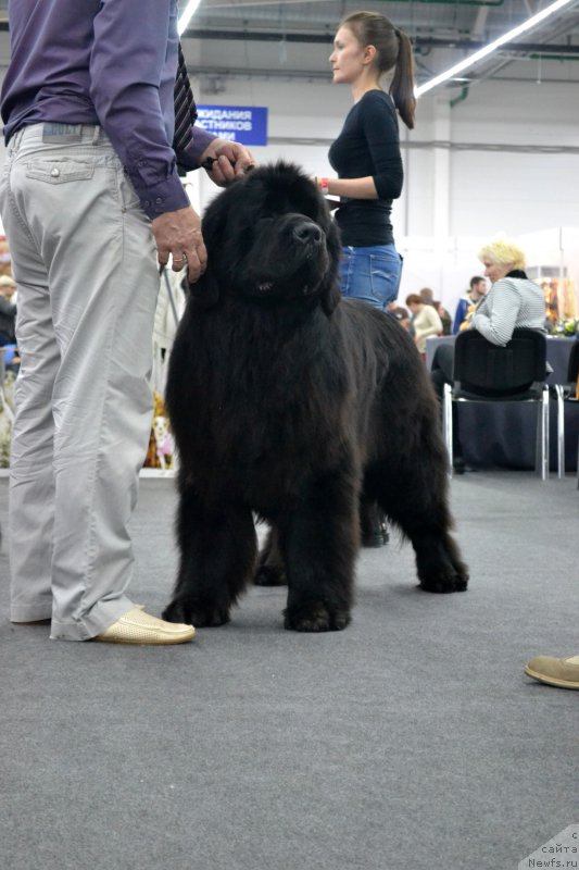 Фото: ньюфаундленд Назар Вятский Медведь (Nazar Vyatskiy Medved)