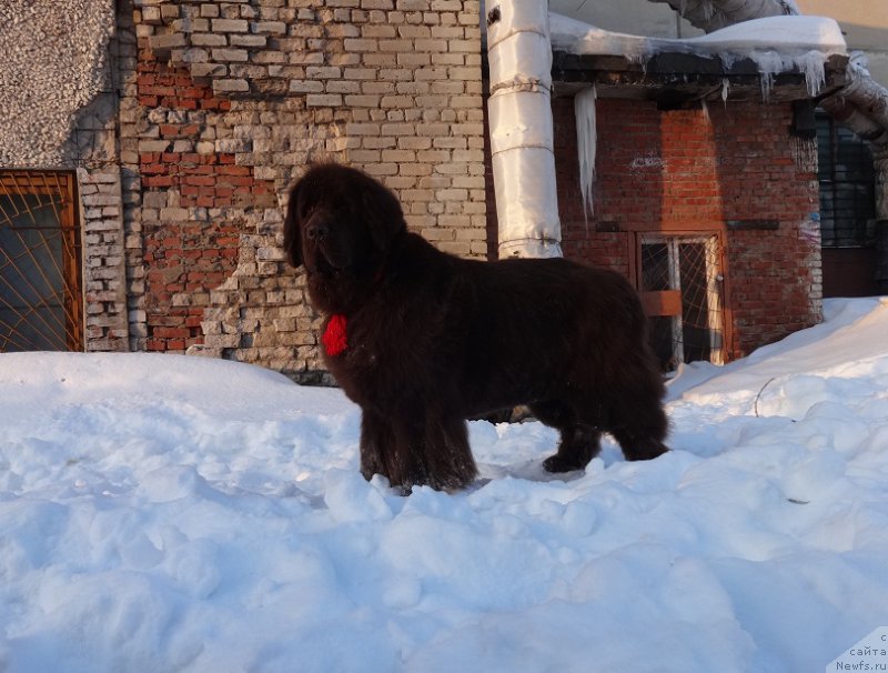 Фото: ньюфаундленд Черный Шарм Ангельская Красота (Chernyi Sharm Angel'skaya Krasota)