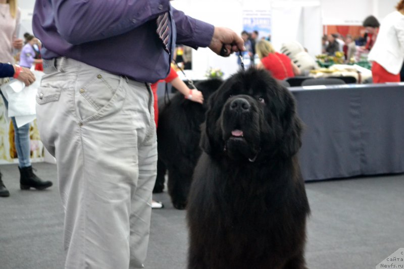 Фото: ньюфаундленд Назар Вятский Медведь (Nazar Vyatskiy Medved)