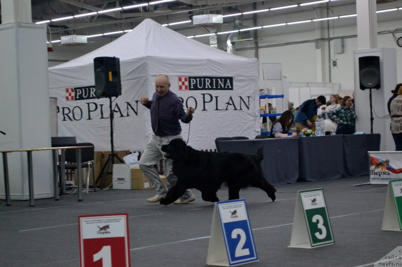 Фото: ньюфаундленд Многоликая Богиня Манифик (Mnogolikaya Boginya Manifik)