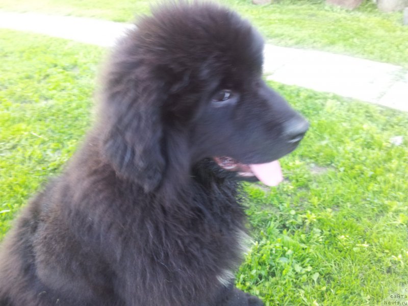 Фото: ньюфаундленд Енигматик Кингд Ангел оф Cоул (Enigmatic kingd Angel of Soul)