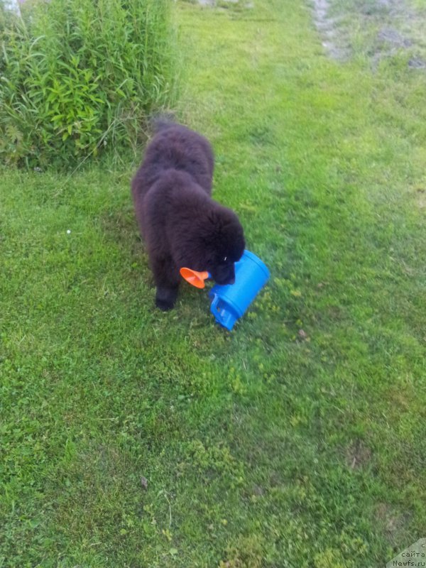 Фото: ньюфаундленд Енигматик Кингд Ангел оф Cоул (Enigmatic kingd Angel of Soul)