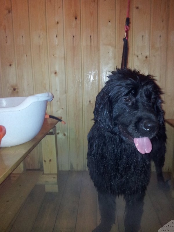 Фото: ньюфаундленд Енигматик Кингд Ангел оф Cоул (Enigmatic kingd Angel of Soul)