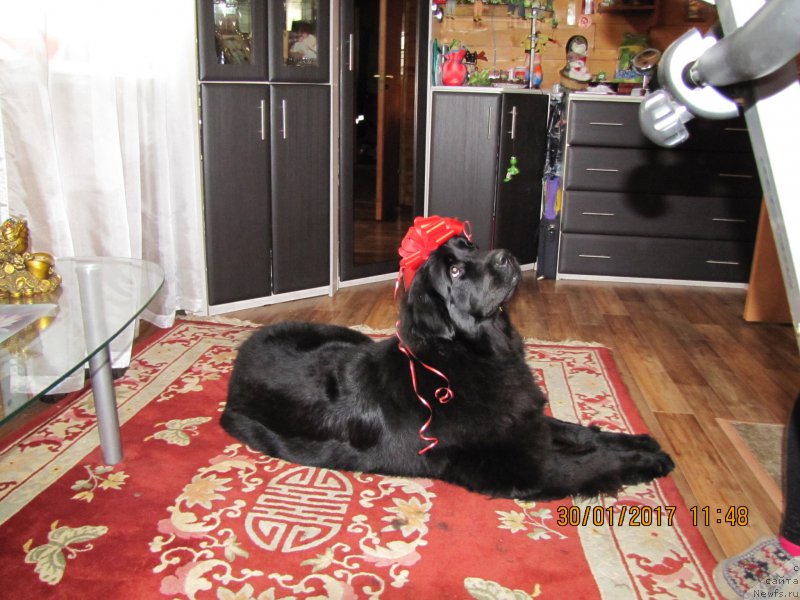 Фото: ньюфаундленд Енигматик Кингд Ангел оф Cоул (Enigmatic kingd Angel of Soul)