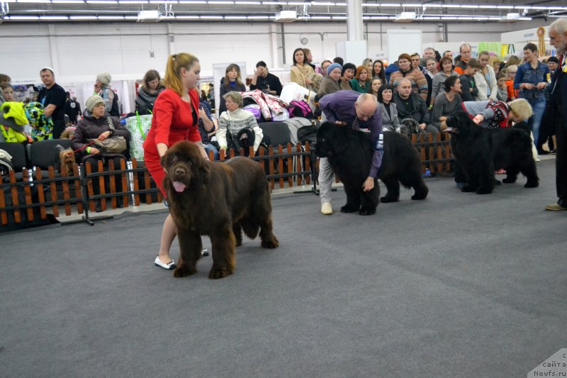 Фото: ньюфаундленд Фанньюф Авалон (Funnewf Avalon), ньюфаундленд Назар Вятский Медведь (Nazar Vyatskiy Medved), ньюфаундленд Многоликая Богиня Манифик (Mnogolikaya Boginya Manifik)