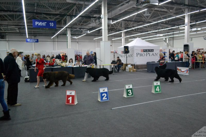 Фото: ньюфаундленд Фанньюф Авалон (Funnewf Avalon), ньюфаундленд Назар Вятский Медведь (Nazar Vyatskiy Medved), ньюфаундленд Многоликая Богиня Манифик (Mnogolikaya Boginya Manifik)