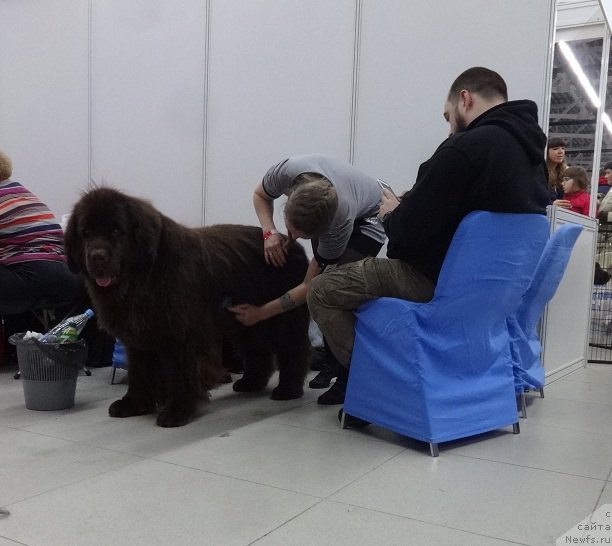 Фото: ньюфаундленд Черный Шарм Ангельская Красота (Chernyi Sharm Angel'skaya Krasota)