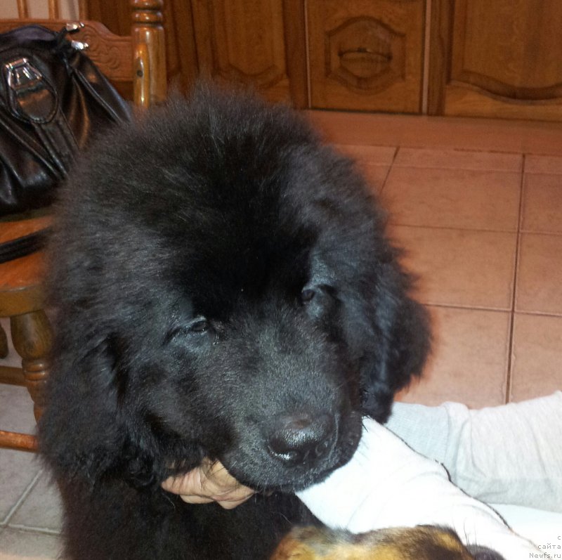 Фото: ньюфаундленд Енигматик Кингд Ангел оф Cоул (Enigmatic kingd Angel of Soul)