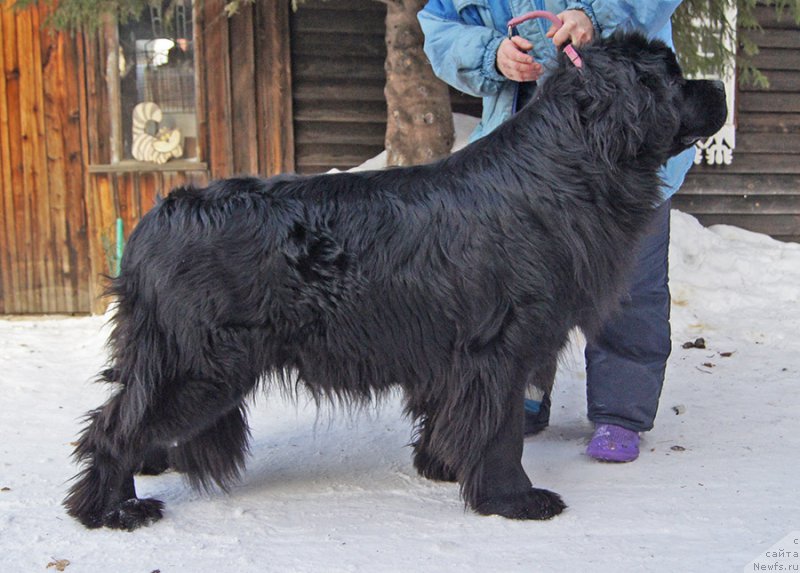 Фото: ньюфаундленд Супер Бизон Оливия (Super Bizon Olivia)