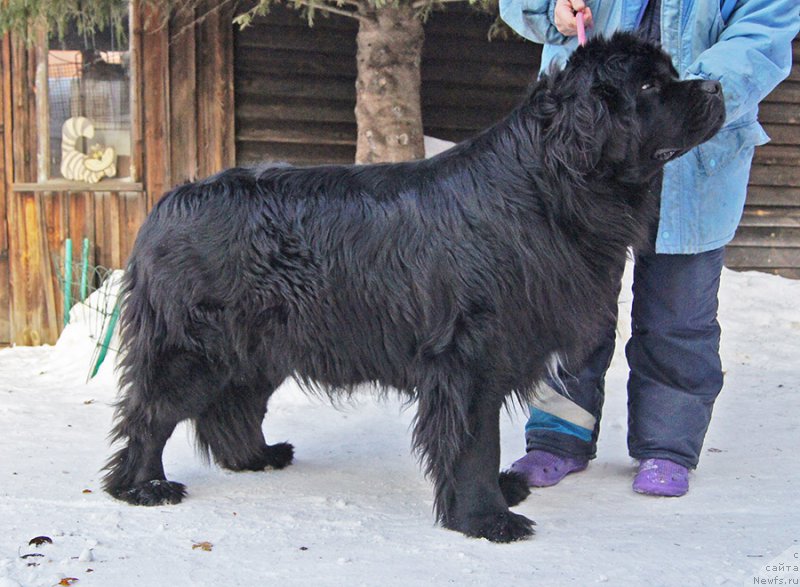 Фото: ньюфаундленд Супер Бизон Оливия (Super Bizon Olivia)