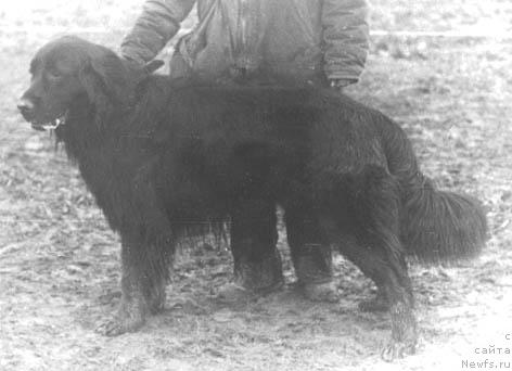 Фото: ньюфаундленд Фрам Терра Нова