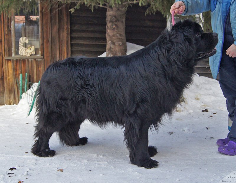 Фото: ньюфаундленд Супер Бизон Оливия (Super Bizon Olivia)