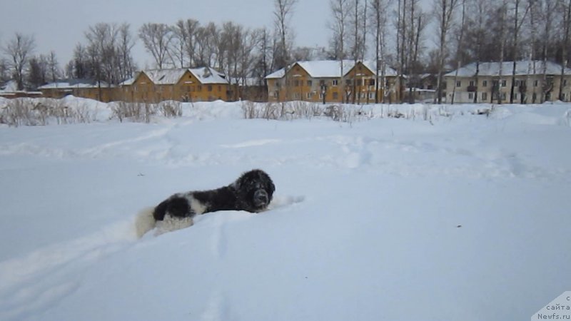 Фото: ньюфаундленд Водограй от Карельских Медведей