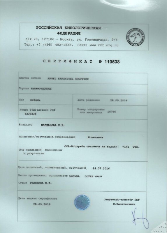 Фото: ньюфаундленд Ангел Хранитель Граффидд (Angel Khranitel Gruffidd)