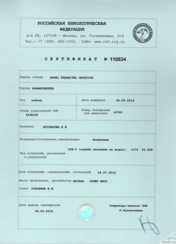 Фото: ньюфаундленд Ангел Хранитель Граффидд (Angel Khranitel Gruffidd)