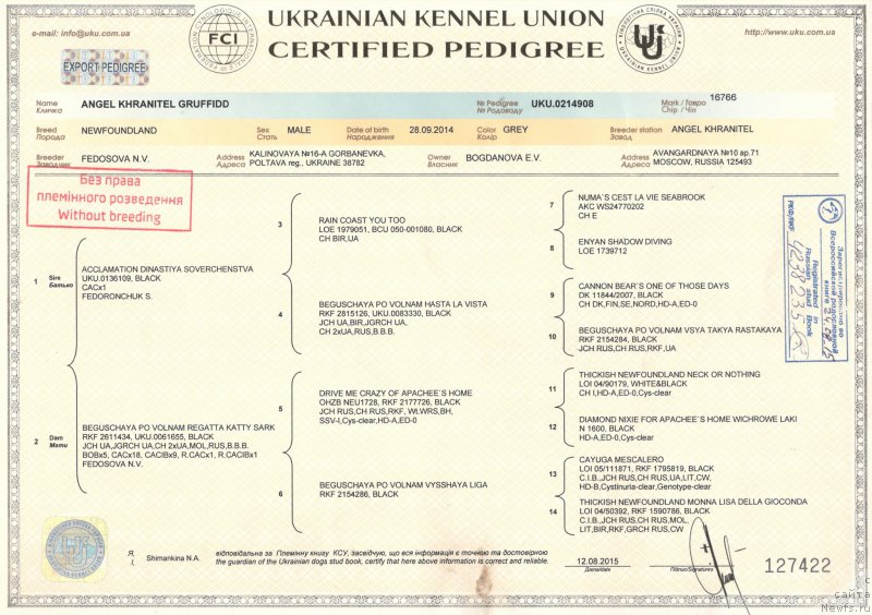 Фото: ньюфаундленд Ангел Хранитель Граффидд (Angel Khranitel Gruffidd)