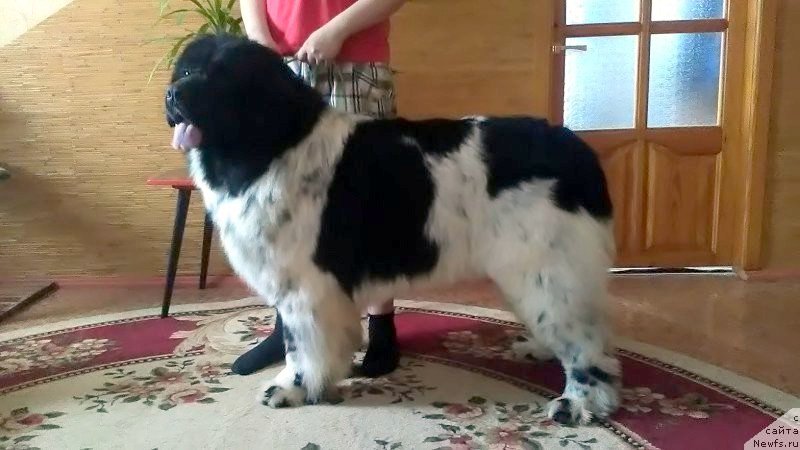 Фото: ньюфаундленд Варгас Де Ла Масса Армандо (Vargas de la Massa Armando)