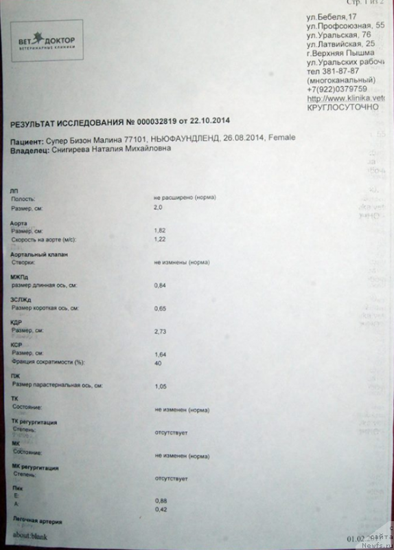 Фото: ньюфаундленд Супер Бизон Малина