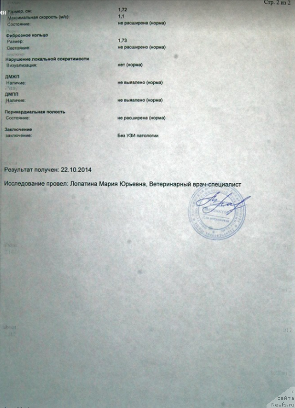 Фото: ньюфаундленд Супер Бизон Малина