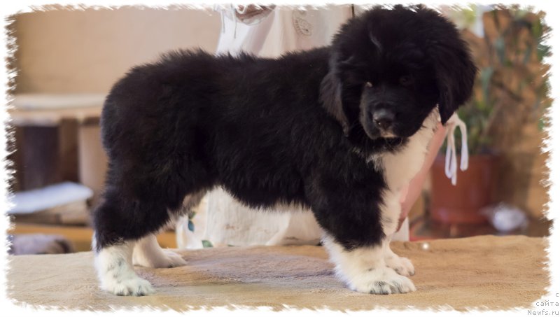 Фото: ньюфаундленд Роберта Лаура Версет