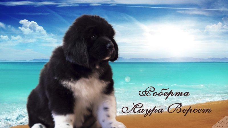Фото: ньюфаундленд Роберта Лаура Версет