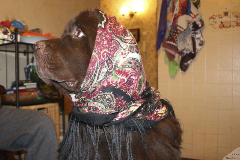 Фотография № 220239