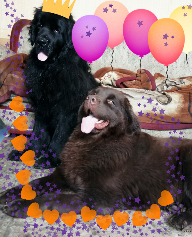 Фото: ньюфаундленд Альфа Дар Окса Верка Сердючка, ньюфаундленд Ньюфорт Дивная Диана, ньюфаундленд Альфа Дар Окса Верка Сердючка