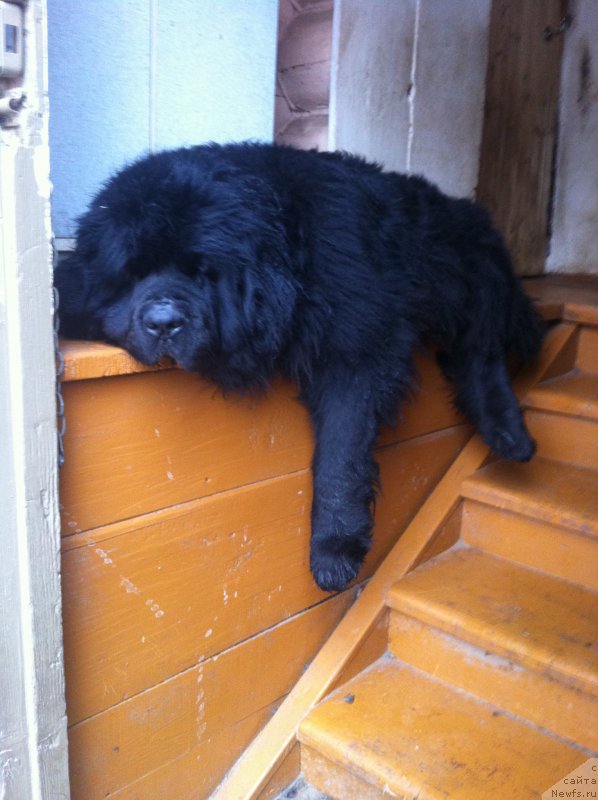 Фото: ньюфаундленд Топтыжка Диадема из Черного Жемчуга